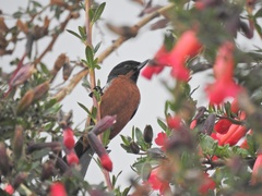 Diglossa brunneiventris