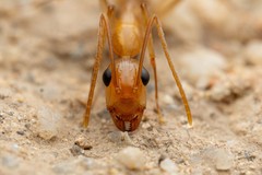 Camponotus festinatus