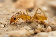 Camponotus festinatus