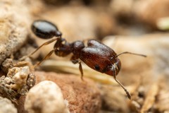 Pheidole rugulosa