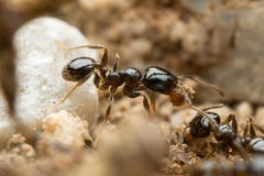 Pheidole rugulosa