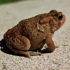 Anaxyrus americanus charlesmithi