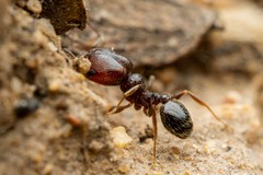 Pheidole rugulosa