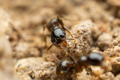 Pheidole rugulosa