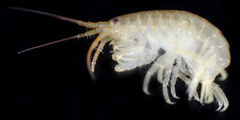 Gnathopleustes simplex