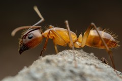 Camponotus festinatus