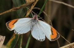 Colotis euippe omphale