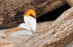 Colotis euippe omphale