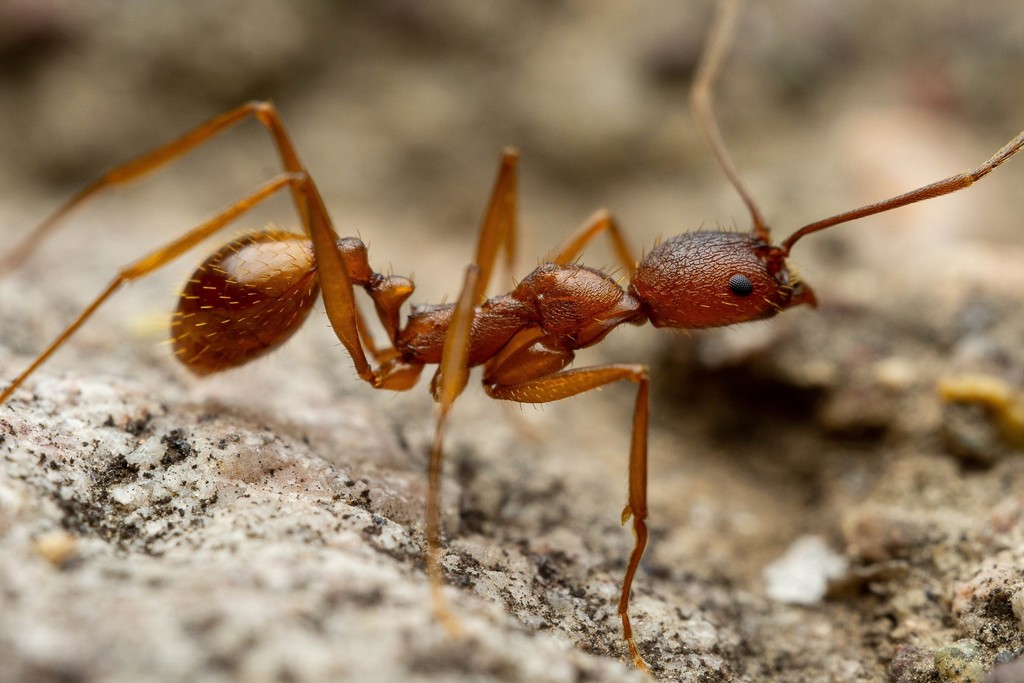 Aphaenogaster huachucana