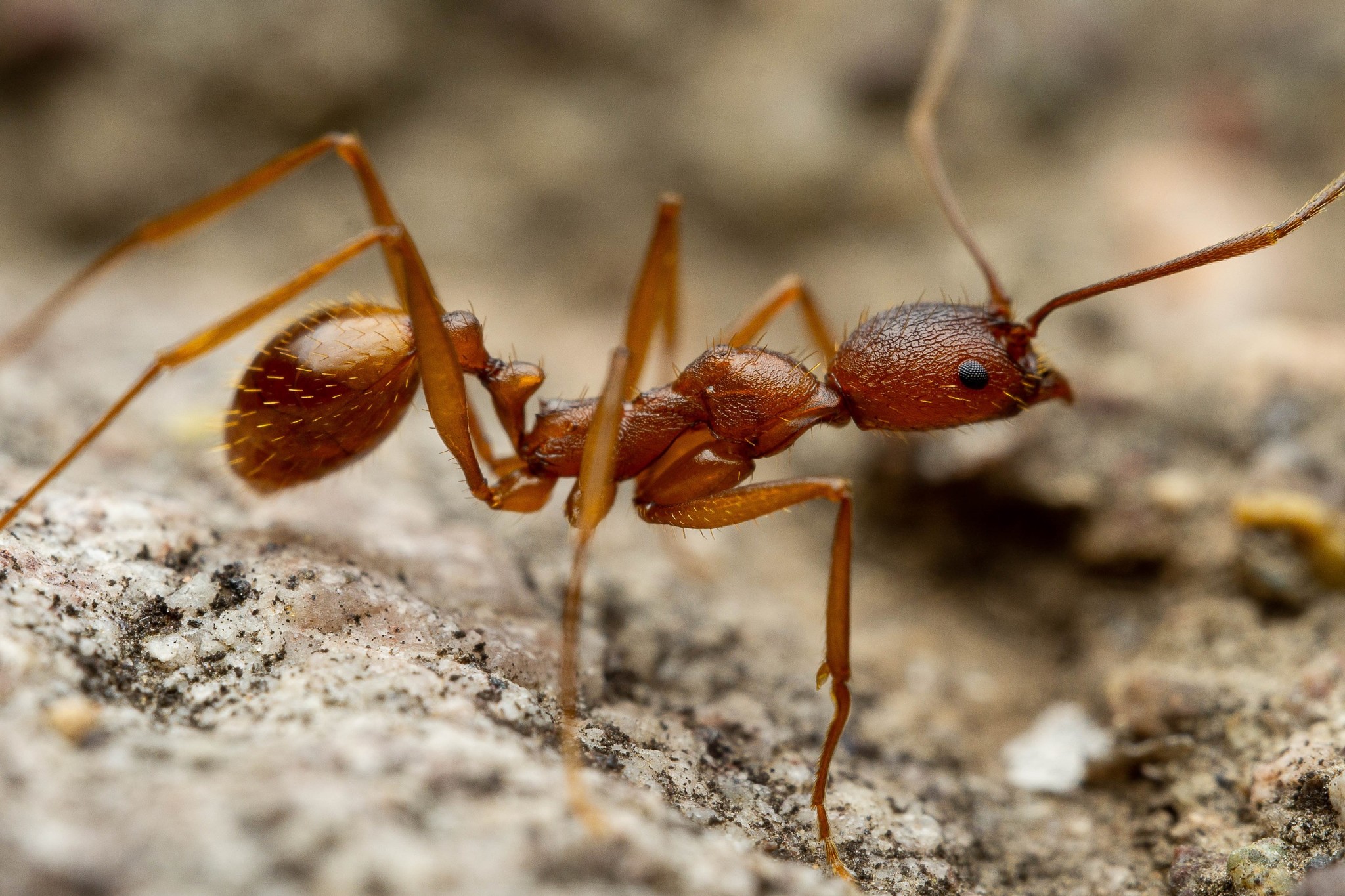 Aphaenogaster huachucana