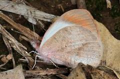 Colotis euippe omphale