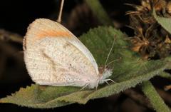 Colotis euippe omphale