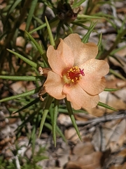 Portulaca suffrutescens