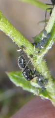 Camponotus niveosetosus