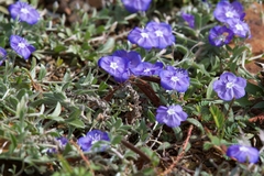 Evolvulus antillanus