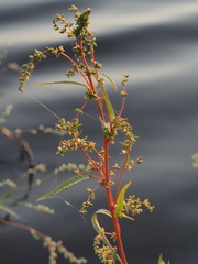 Amaranthus cannabinus