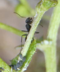 Camponotus niveosetosus