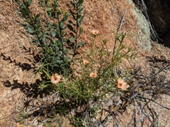Portulaca suffrutescens