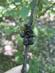 Callirhytis quercusgemmaria