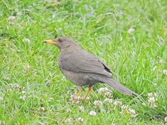 Turdus chiguanco