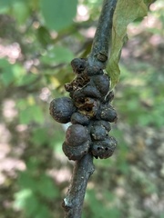 Callirhytis quercusgemmaria