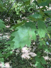 Callirhytis quercusgemmaria
