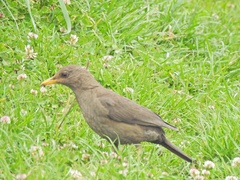 Turdus chiguanco