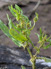 Rumex fueginus