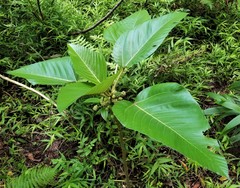 Touchardia latifolia
