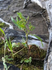 Rumex fueginus
