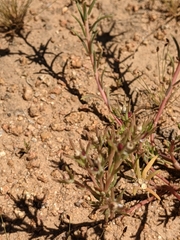 Portulaca suffrutescens