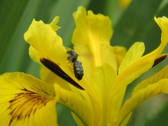 Anthophila