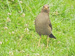 Turdus chiguanco