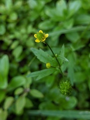 Ranunculus pensylvanicus