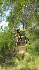 Trichonephila senegalensis