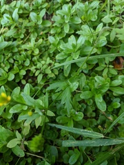 Ranunculus pensylvanicus