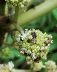 Touchardia latifolia