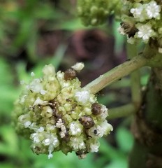 Touchardia latifolia