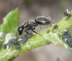 Camponotus niveosetosus