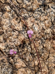 Desmodium procumbens