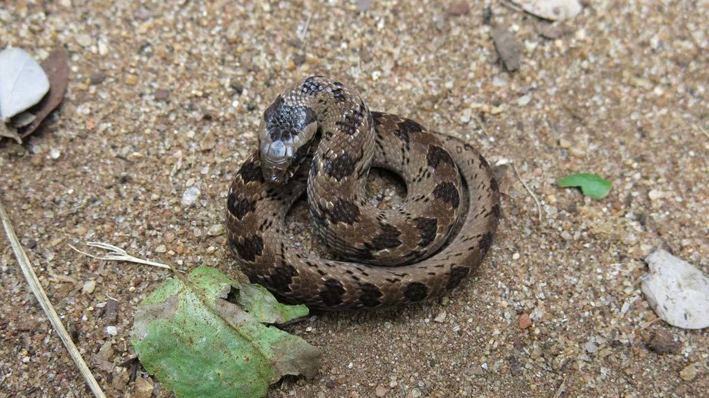 Snouted Night Adder