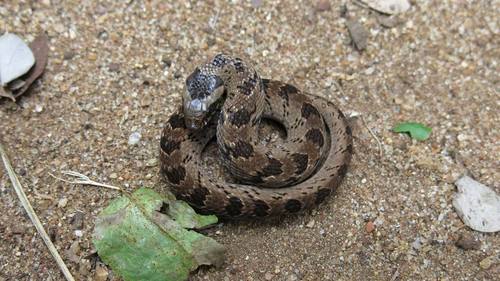 Snouted Night Adder