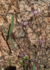 Desmodium procumbens