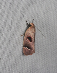 Acanthodela erythrosema