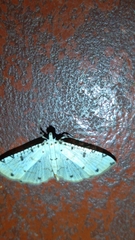 Pycnarmon