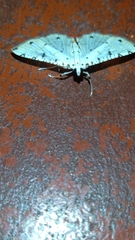Pycnarmon