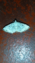 Pycnarmon