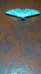Pycnarmon