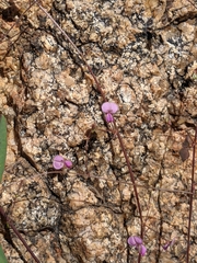 Desmodium procumbens