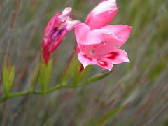 Gladiolus oreocharis
